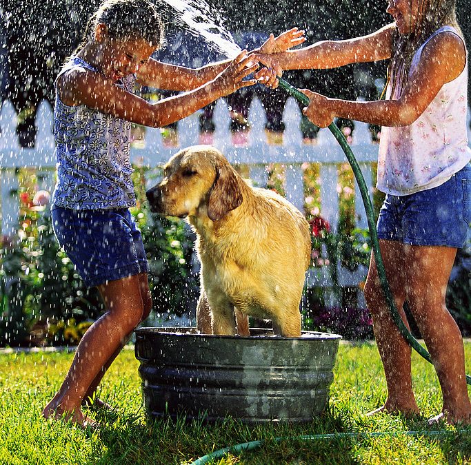 Top 6 ways to save water this summer